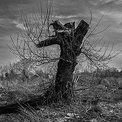 фото "Древо. Верба. Живи"