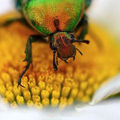 photo "Бронзовка золотистая, обыкновенная (Cetonia aurata) в ромашке (Matricaria chamomilla)"