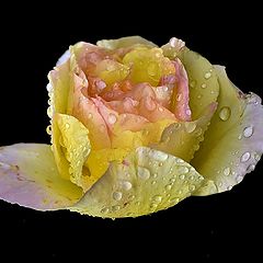 photo "***"