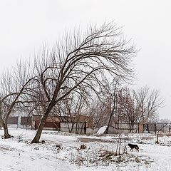 фото "Собачье дело"