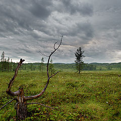 фото "Перед грозой."