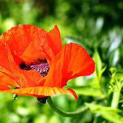 photo "Красный цветок мака (Papaver)"