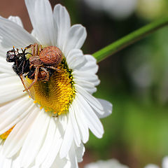 photo "Паук-волк (Lycosidae) и муха (Muscidae)"