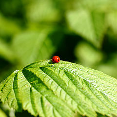 photo "Семиточечная божья коровка (Coccinella septempunctata, Ladybug)"