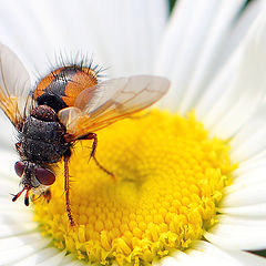 photo "Короткоусая двукрылая муха (Eliozeta pellucens, семейство Tachinidae)"