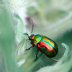 photo "Листоед ясноточный (Chrysolina fastuosa)"