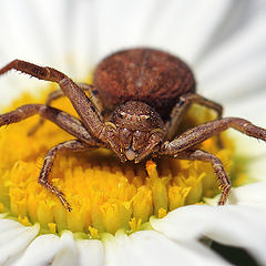 photo "Паук-волк (Lycosidae) на охоте"