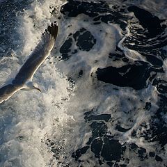 фото "Чайка над бурными водами"