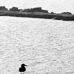 photo "seagull and sea"