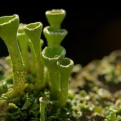 фото "cladonia fimbriata"