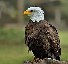 фото "Белоголовый орлан (лат. Haliaeetus leucocephalus)"