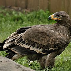 фото "Беркут (лат. Aquila chrysaetos)"