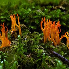 photo "red coral fungus"