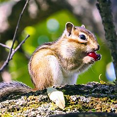 photo "Juicy Breakfast"