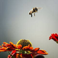 фото "Пчела на батуте"