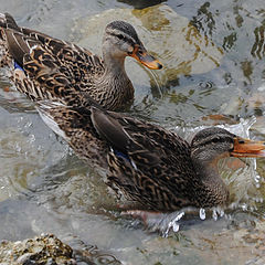 photo "Duck"