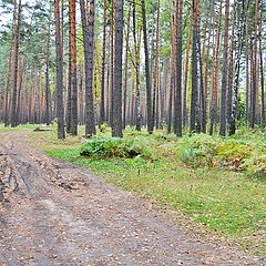 фото "По лесной дороге."