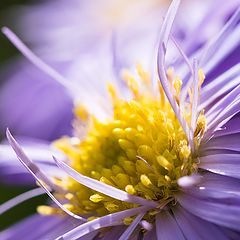 photo "Das Herbstbluemchen"