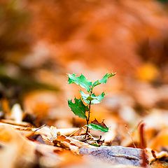 фото "THE SMALL HOLM OAK"