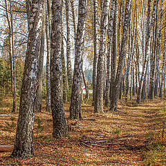 фото "За околицей"