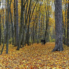 фото "Осенняя прогулка"
