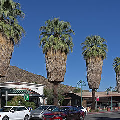 фото "Palm Springs"