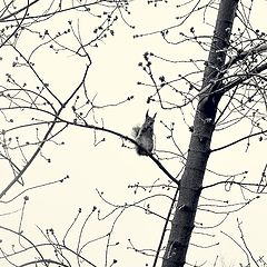 photo "***"
