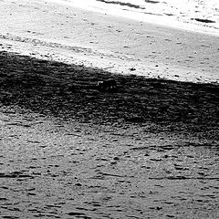 photo "alone on the beach"