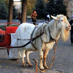 фото "Козлиная жизнь."