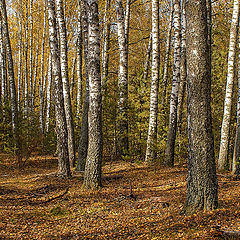 фото "Осенний лес"