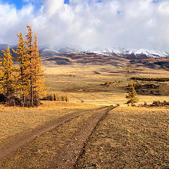 фото "Курай"