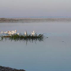 фото "купание"