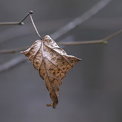 фото "Последний"