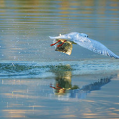 photo "Caricias al amanecer"