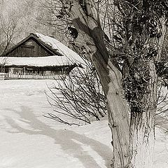 photo "Old tree"