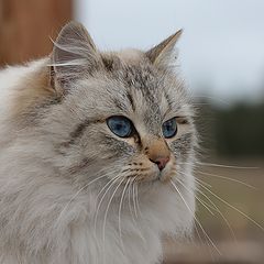 фото "Голубоглазая Кэт"