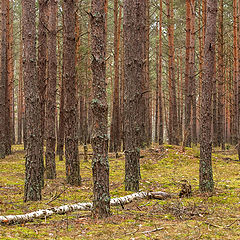 фото "В зимнем январском лесу."
