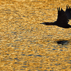 photo "Agua dorada"