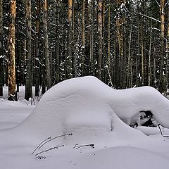 фото "Снежные зарисовки в лесу. Творит природа."