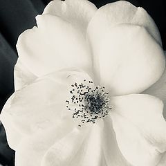 photo "Rosa Blanca"