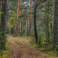 фото "В лесу."