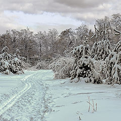 фото "Зимний лес"