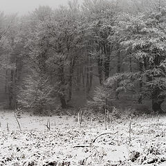 фото "Зимний лес"