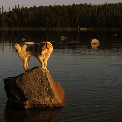 фото "прилив пришёл неожиданно"