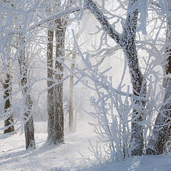 фото "В зимнем лесу"