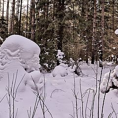 фото "СНЕЖНЫЕ СУГРОБЫ В ЛЕСУ."