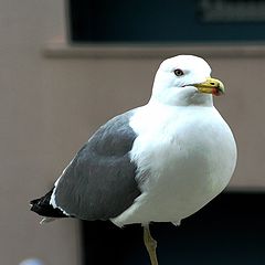 фото "seagull"