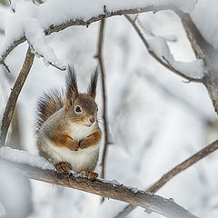 фото "А я такая вся , снежная...!"