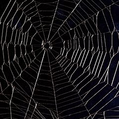 photo "My entry to cobweb photography"