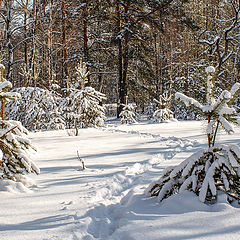 фото "Зимы ждала, ждала природа- снег выпал только в феврале..."
